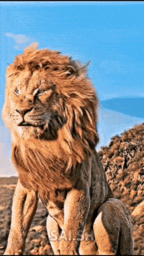 a lion with a long mane is standing on top of a hill looking at the camera .
