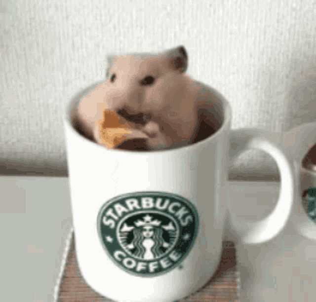 Hamster Eat GIF - Hamster Eat Cup GIFs