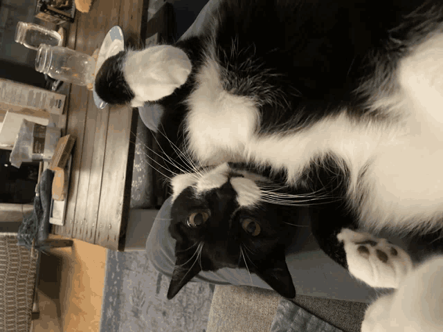 a black and white cat is laying on its back