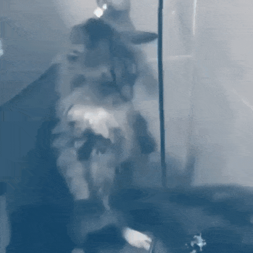 a cat is standing in a glass container in a dark room