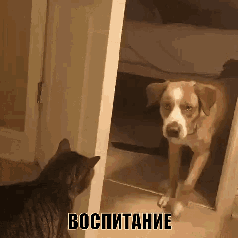 воспитание кот прогнал собаку закрыл дверь GIF - Upbringing Discipline Cat GIFs