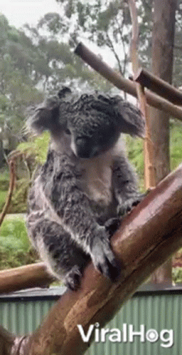 Wet Koala Raining GIF - Wet Koala Raining Soaked GIFs