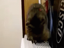 Cat On Vent GIF - Vent Cat GIFs