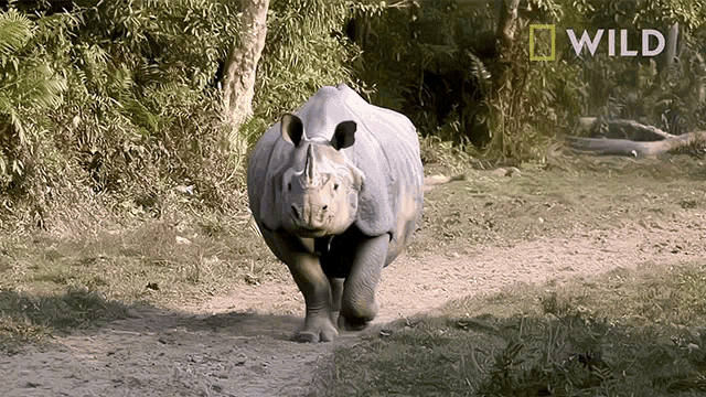 Walking Around Protecting Rhinos In Kaziranga National Park GIF - Walking Around Protecting Rhinos In Kaziranga National Park World Rhino Day GIFs