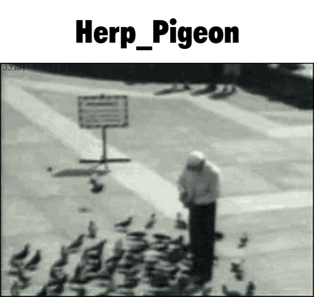 Iitpp Herp_pigeon GIF - Iitpp Herp_pigeon GIFs