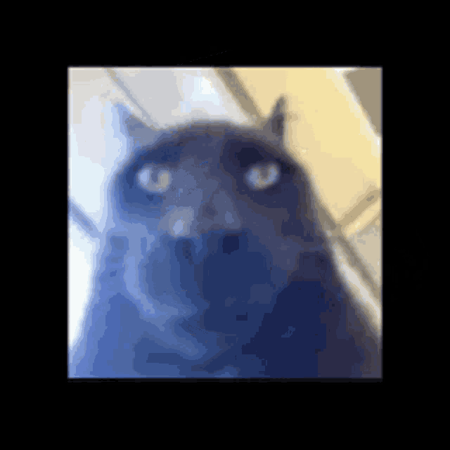 a close up of a cat 's face looking up at the camera .