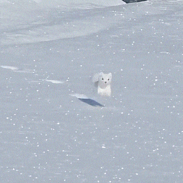 a small white animal standing in the snow looking at the camera
