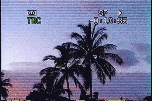 Vhs Palm Tree GIF - Vhs Palm Tree Static GIFs