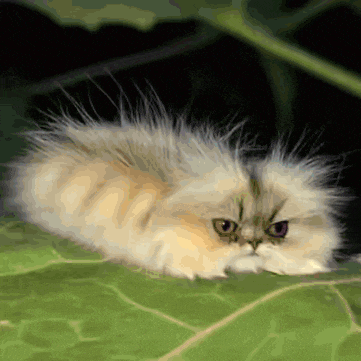 a fluffy kitten with purple eyes is laying on a green leaf