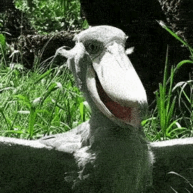 Shoebill Laughing GIF