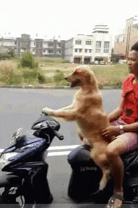 a man is riding a scooter with a dog on his back