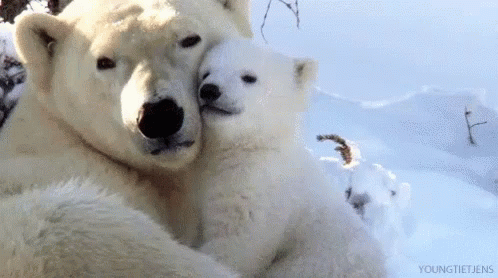 Polar Bears Snuggle GIF - Polar Bears Snuggle Cute GIFs