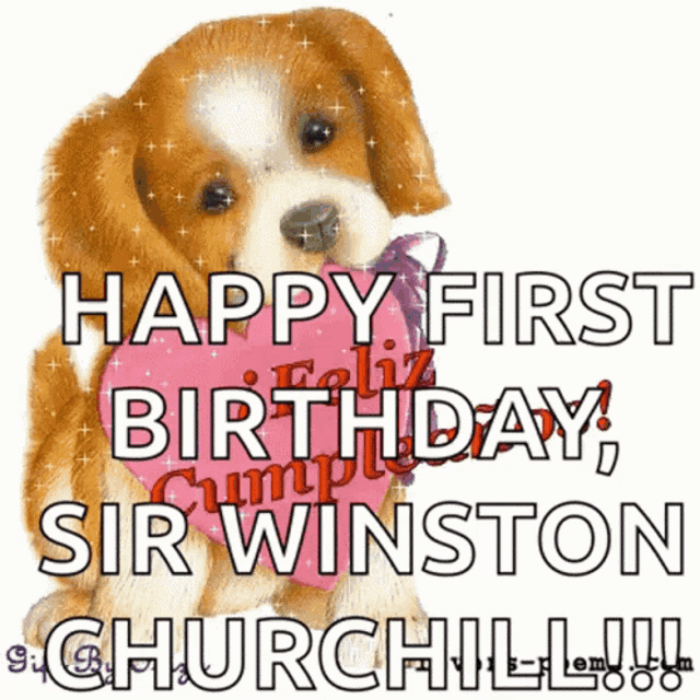 a brown and white dog holding a pink heart that says happy first birthday sir winston churchill !!!