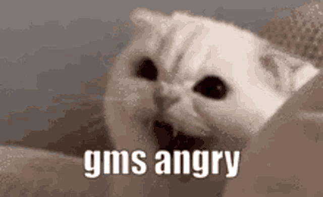 a close up of a cat with its mouth open and the words `` gms angry '' written next to it .