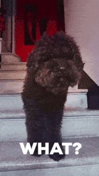 a small black dog is standing on a set of stairs next to the words what ?