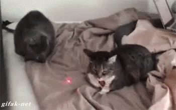 Cat Fight GIF - Cats Cat Fight GIFs