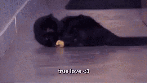 a black cat is laying on a wooden floor with a piece of food in its mouth .