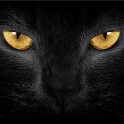 a black cat with yellow eyes and the word melody on it
