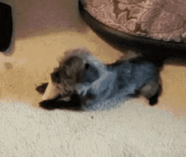 Tiny Dog GIF - Tiny Dog Chewing GIFs