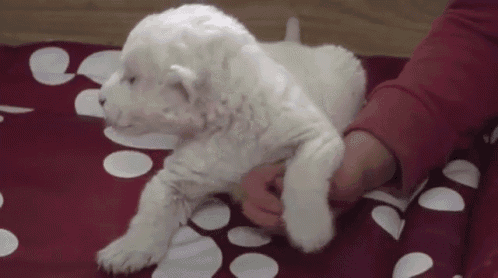 a person is holding a white puppy on a red blanket .