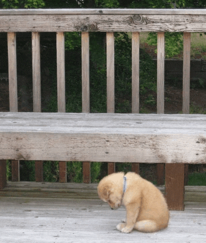 a puppy is sitting on a wooden bench looking down