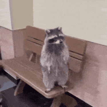 a raccoon standing on its hind legs on a bench