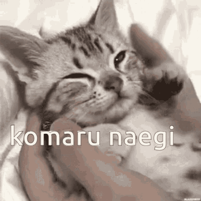 a person is petting a kitten with the words komaru naegi written on it