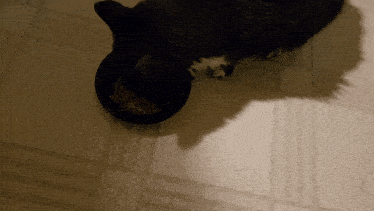 a black cat is eating from a black bowl on the floor