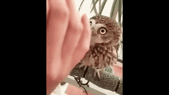 Cute Owl GIF - Cute Owl Bird GIFs