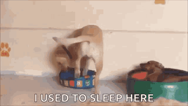 a dog is sitting in a dog bed next to a bowl of food and says `` i used to sleep here '' .