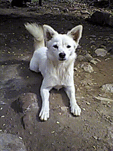 Dog Wagging Tail GIF - Dog Wagging Tail Cute GIFs