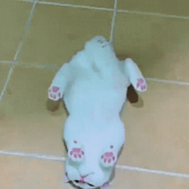 a white cat with pink paws laying upside down