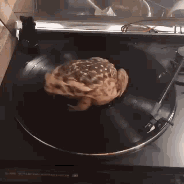 Frog Spinning GIF - Frog Spinning Vinyl GIFs