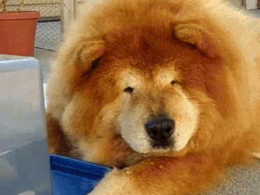 a chow chow dog laying next to a blue bowl