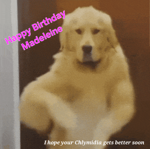 a picture of a dog with the words happy birthday madeleine i hope your chlymidia gets better soon