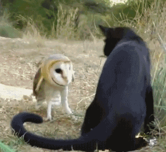 "No No, Stop. Go Owl Somewhere Else." GIF - Owls Cats Fight GIFs