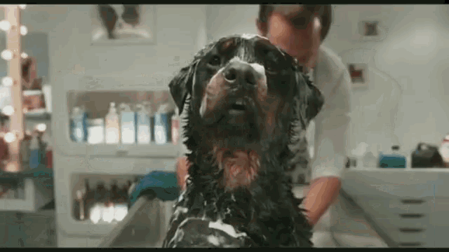 a dog is being groomed by a woman in a bathroom .