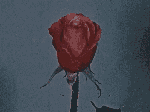 a close up of a red rose on a blue background