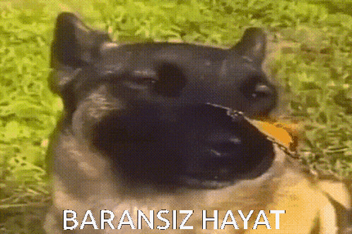 a close up of a dog 's face with the words " baransiz hayat " written on the bottom