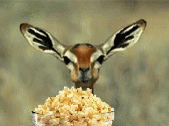 Eating Popcorn GIF - Eating Popcorn Movie GIFs