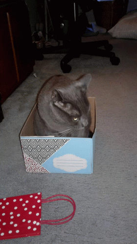 Its My Birthday Post Cat In A Box GIF - Its My Birthday Post Cat In A Box GIFs