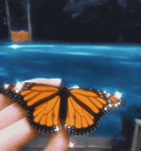 a person is holding a butterfly in their hands in front of a swimming pool .