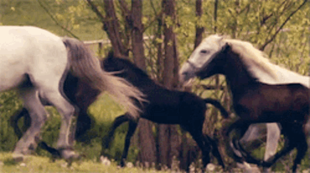 Horses Freedom GIF - Horses Freedom Horse GIFs