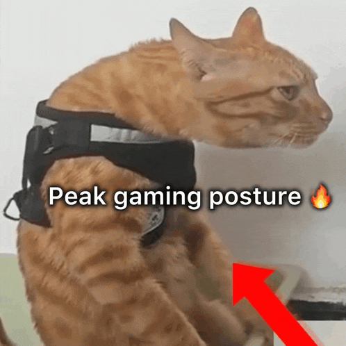 a cat wearing a harness with the words " peak gaming posture " on the bottom