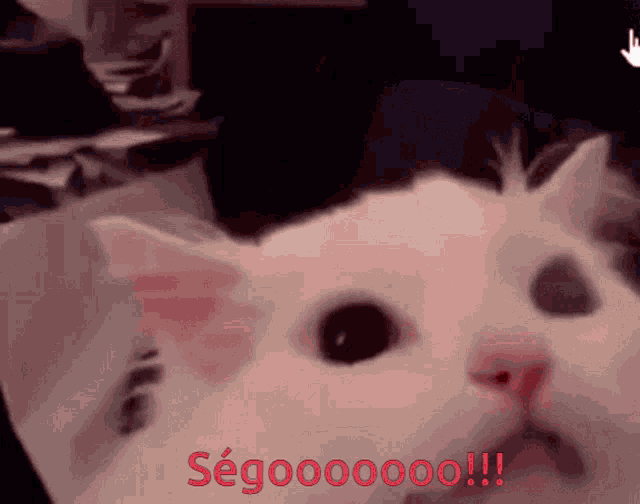 Cat Ségolène GIF - Cat Ségolène GIFs