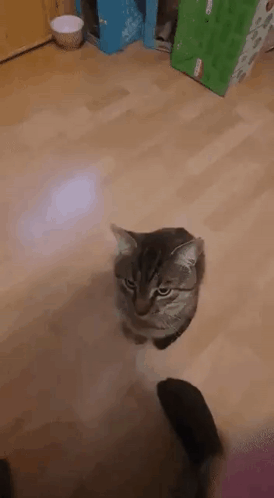 Cat Black Cat GIF - Cat Black Cat Missile GIFs
