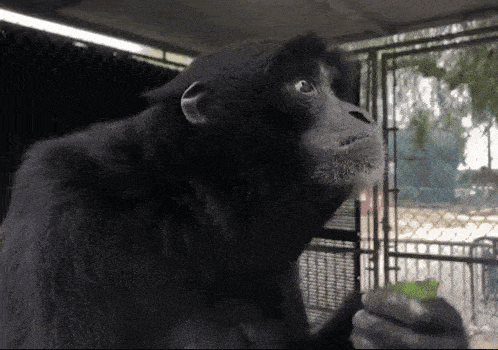 a black monkey is eating a green leaf in a cage .