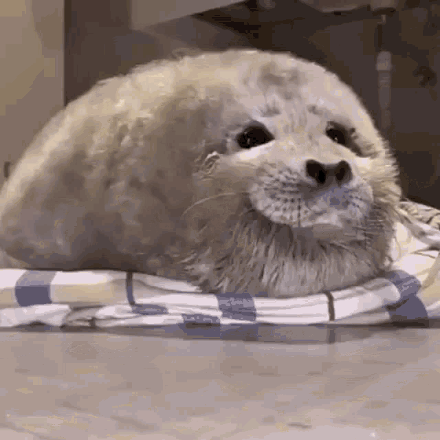 Happy Fluffy GIF - Happy Fluffy Seal GIFs