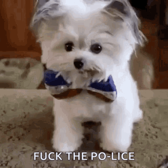 a small white dog wearing a bow tie says fuck the po-lice