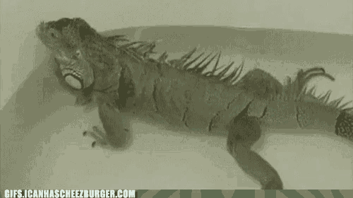 a lizard is laying on a white surface with the website gifs.icanhascheezburger.com in the bottom right corner